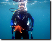pciture of a diver holding a starfish