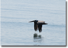 picture of a pelican flying over the water